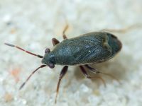 Stygnocoris rusticus