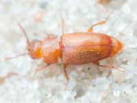 Antherophagus silaceus