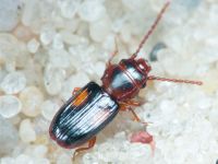 Laemophloeus monilis