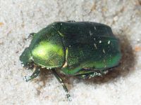 Cetonia aurata
