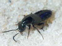 Philonthus