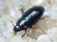 Insecta