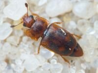 Epuraea biguttata