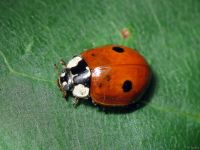 Adalia bipunctata