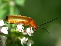 Rhagonycha fulva