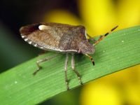 Peribalus strictus vernalis