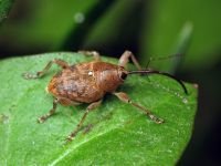Curculio (Curculio) glandium