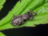 Otiorhynchus fullo