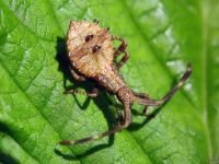 Coreus marginatus