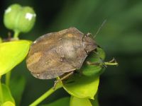 Eurygaster