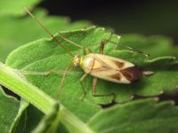 Adelphocoris quadripunctatus