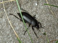 Blaps lethifera
