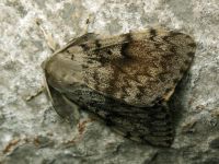 Lymantria dispar