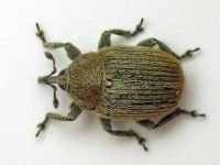 Rhinusa neta