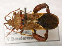 Acanthocerus lobatus