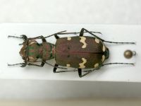 Cicindela talychensis