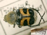Trichius fasciatus