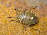 Chlorochroa pinicola
