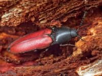 Ampedus (Ampedus) pomonae
