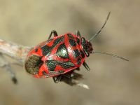 Eurydema (Eurydema) ornata