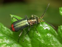 Malachius bipustulatus