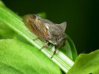Centrotus cornutus