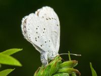 Celastrina argiolus