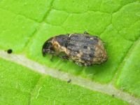 Grypus equiseti