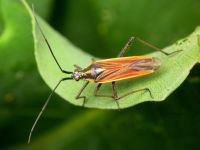 Leptopterna dolabrata