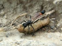 Ammophila sabulosa