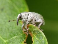 Sibinia (Sibinia) unicolor