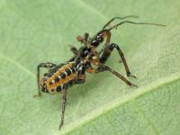 Rhynocoris iracundus
