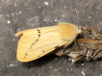Spilosoma lutea