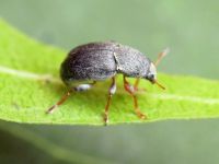 Bruchela rufipes