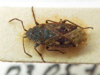 Sphragisticus nebulosus