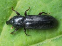 Cossonus cylindricus