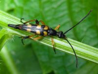 Strangalia attenuata