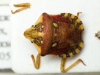 Derula longipennis