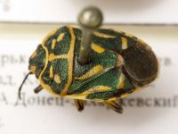 Eurydema (Horvatheurydema) fieberi