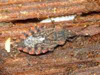Aradus betulae