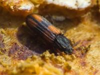 Bitoma crenata