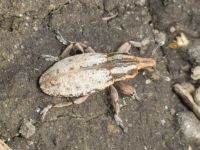 Pseudocleonus cinereus