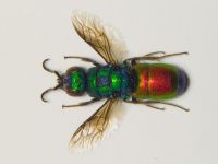 Chrysis chrysoprasina