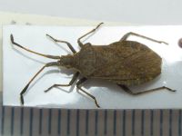 Enoplops disciger