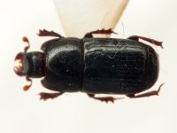 Cylister elongatus