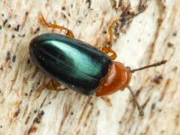 Triplax aenea