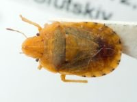 Sciocoris