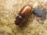 Cryptophagus lycoperdi
