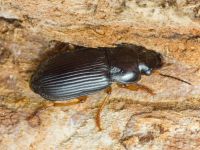 Anisodactylus (Anisodactylus) nemorivagus