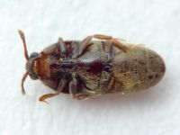 Aulonothroscus brevicollis